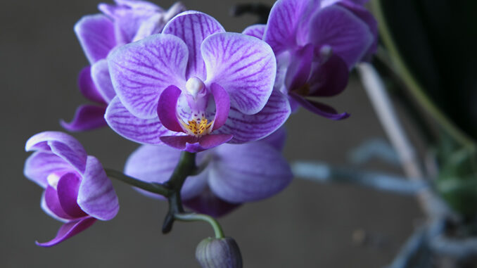 Como cultivar Orquídeas