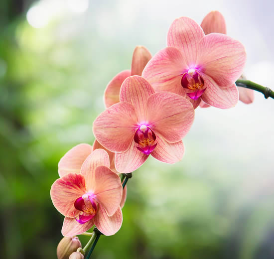 Como cuidar de Orquídeas - Dicas e segredos