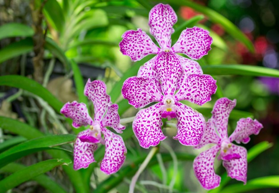 Orquídea Phalaenopsis