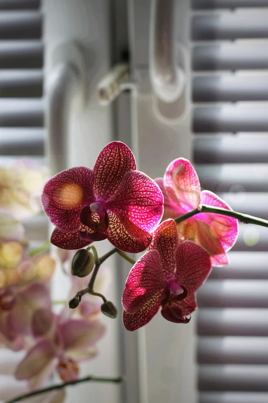 Como cultivar Orquídeas em casa